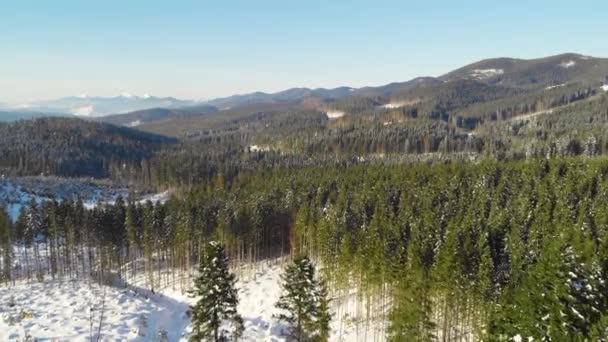 Temporada de invierno, Bosque nevado de montaña, hermosa toma aérea — Vídeo de stock