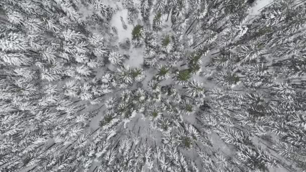 Temporada de invierno, Bosque nevado de montaña, hermosa toma aérea — Vídeos de Stock