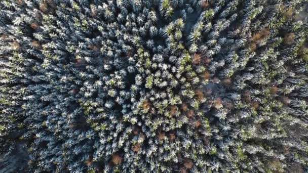 Sezon zimowy, Snowy Mountain Forest, piękne zdjęcia lotnicze — Wideo stockowe