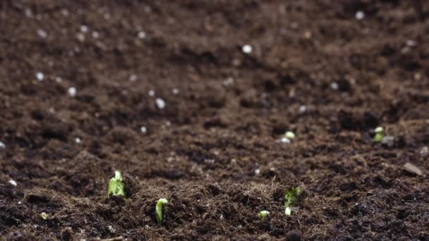 Hodowla roślin w timelapse, kiełkowanie żywności noworodka Sprouts — Wideo stockowe