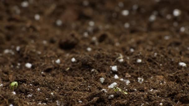 Növekvő növények Timelapse, Tavaszi csírák Germináció az üvegházban, mezőgazdaság — Stock videók
