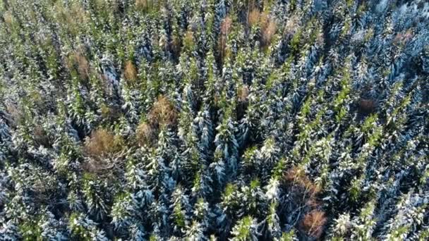 Saison d'hiver, Forêt enneigée de montagne, magnifique prise de vue aérienne — Video