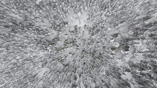 Temporada de invierno, Bosque nevado de montaña, hermosa toma aérea — Vídeos de Stock