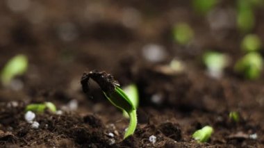 Yetiştirme Bitkisi Zamanı, Sera Tarım Ürünlerinde Filizlenme