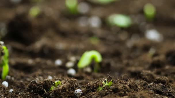 Timelapse de Planta en crecimiento, Brotes Germinación en invernadero Agricultura — Vídeo de stock