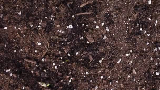Timelapse av växande växt, groddar Groddar Germination i växthus Jordbruk — Stockvideo
