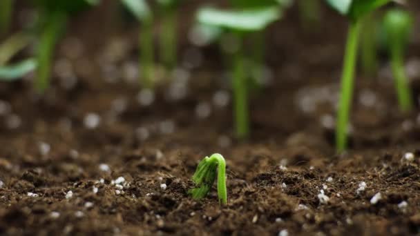 Včasnost pěstování rostlin, klíčky Klíčení ve skleníku Zemědělství — Stock video