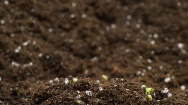 Primavera Timelapse della pianta in crescita, germinazione dei germogli — Video Stock