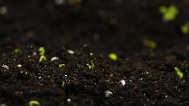 Büyüyen Bitkinin Bahar Zamanı, Filizler Yeşermesi