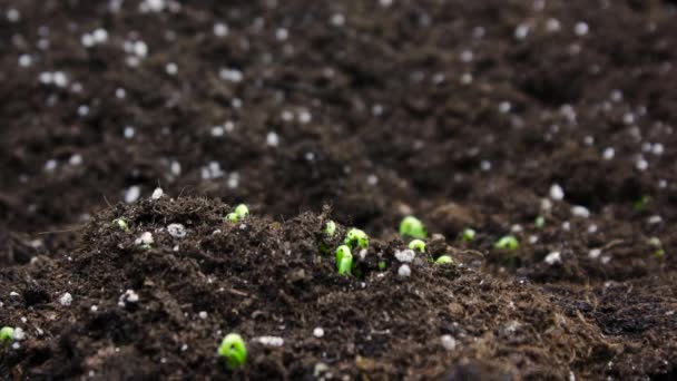 Våren Timelapse av växande växt, groddar groddar Germination — Stockvideo