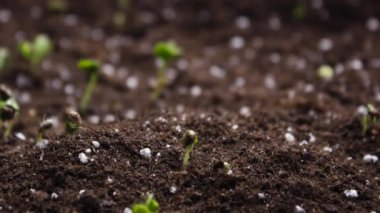 Bitki yetiştirme, Bahar Zamanlaması, Filizler Yetiştirme