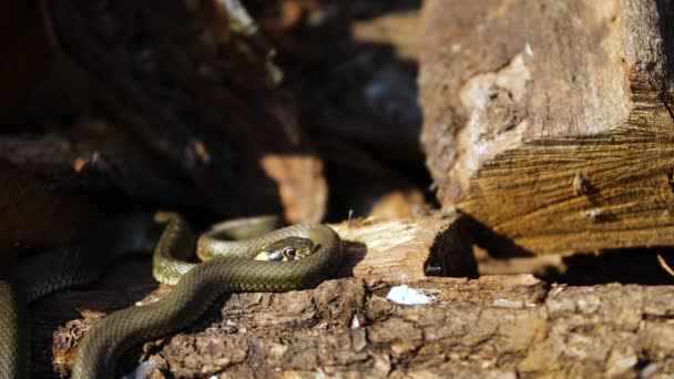 야생의 뱀, 야생 동물 촬영, 나무 위의 위험 한 잔디 뱀 — 비디오
