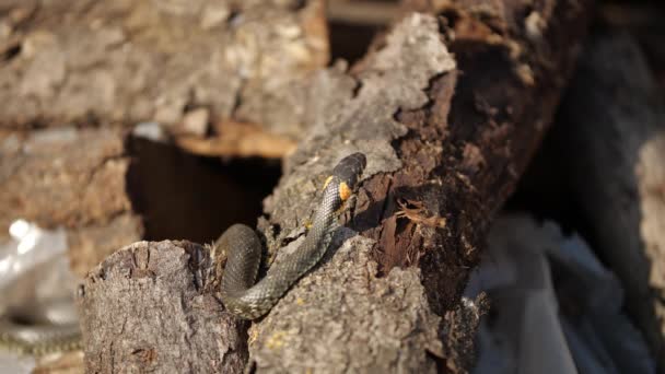 Orm i det vilda, vilda skott, Farlig gräs-orm på trä — Stockvideo