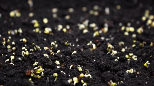 Timelapse de primavera de la planta en crecimiento, germinación de brotes — Vídeos de Stock
