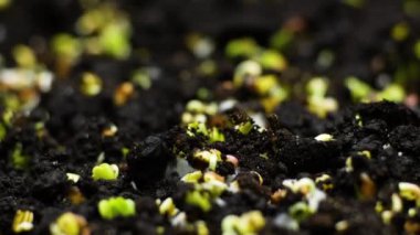 Büyüyen Bitkinin Bahar Zamanı, Filizler Yeşermesi