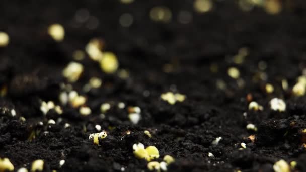 Timelapse printanière des plantes en croissance, germination des germes — Video