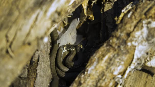 Slang in het wild, Wilde dieren schot, Gevaarlijke grasslang op hout — Stockvideo