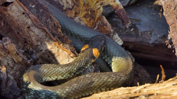 Wąż w dziczy, Strzał dzikiej przyrody, Niebezpieczny wąż trawiasty na drewnie — Wideo stockowe