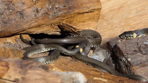 Serpiente en la naturaleza, Vida silvestre disparo, Peligrosa hierba-serpiente en la madera — Vídeos de Stock