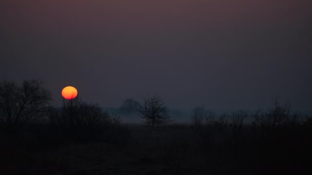 Sunrise Timelapse whis Los árboles y la niebla dramática — Vídeos de Stock