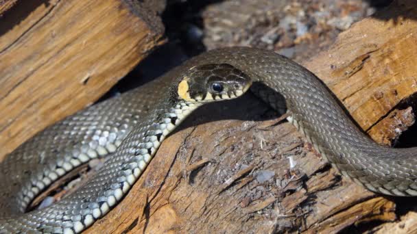 Schlange in der Natur, Wildtier erschossen, Gefährliche Grasnatter auf Holz — Stockvideo