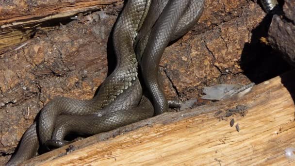 Wąż w przyrodzie, Strzał dzikiej przyrody, Niebezpieczny wąż trawiasty na drewnie — Wideo stockowe