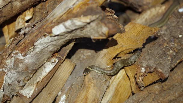 Schlange in der Natur, Wildtier erschossen, Gefährliche Grasnatter auf Holz — Stockvideo