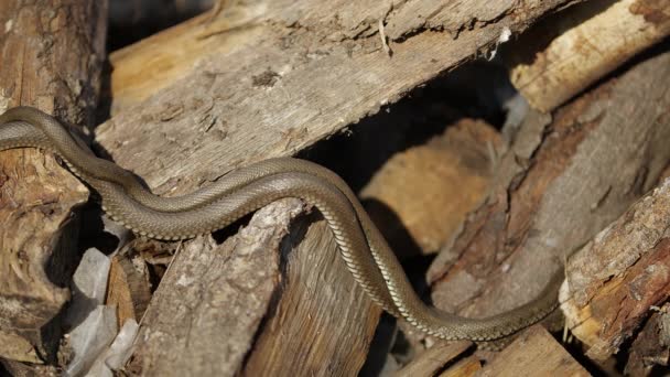 自然界中的蛇，野生动物射击，木材上的危险草蛇 — 图库视频影像