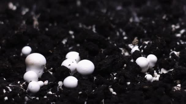 香喷农蘑菇生长时间的流逝，新鲜的新蘑菇从地下发芽. — 图库视频影像