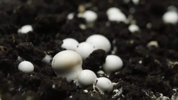 チャンピグノンキノコの成長時間経過、地面からの新鮮な新しいキノコの芽. — ストック動画