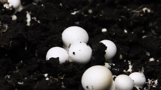 Champignonキノコの成長時間経過、温室での新鮮な新しいキノコの芽 — ストック動画