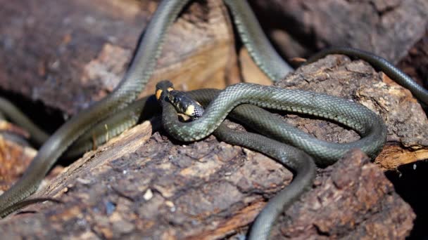 Serpent à l'état sauvage, Prise de vue animalière, Couleuvre à herbe dangereuse sur bois — Video