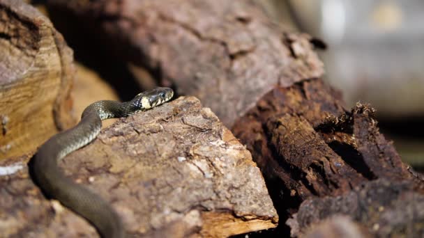 Serpent à l'état sauvage, Prise de vue animalière, Couleuvre à herbe dangereuse sur bois — Video