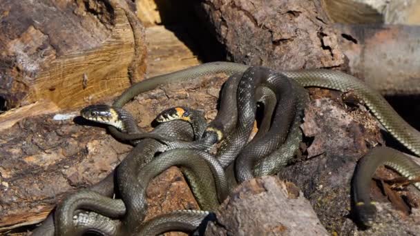 Slang in het wild, Wilde dieren schot, Gevaarlijke grasslang op hout — Stockvideo