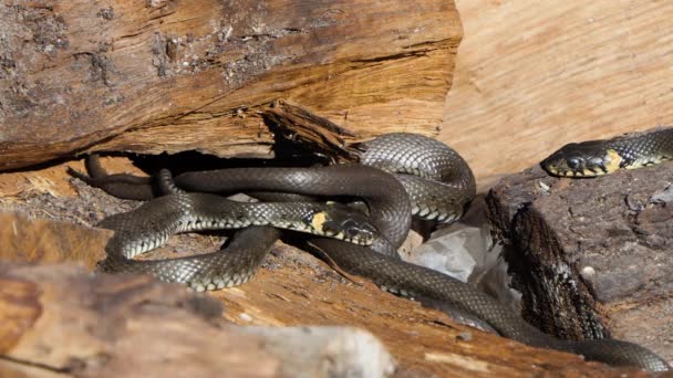 Serpente na natureza, tiro da vida selvagem, cobra de grama perigosa na madeira — Vídeo de Stock