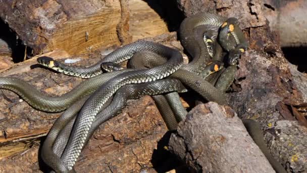 Serpente in natura, Selvaggina, Serpente d'erba pericoloso su legno — Video Stock