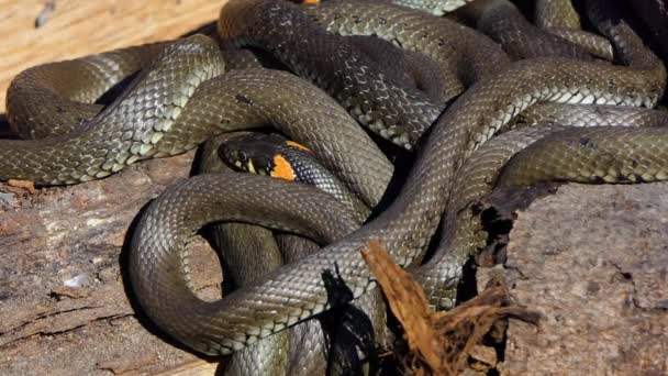 Serpente na natureza, tiro da vida selvagem, cobra de grama perigosa na madeira — Vídeo de Stock