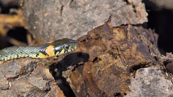 Had v divočině, záběr na divokou zvěř, nebezpečný had na dřevě — Stock video