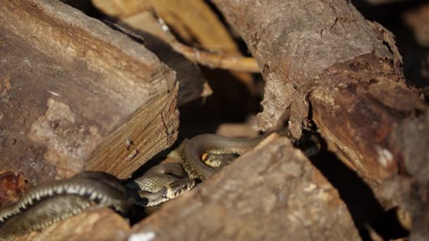 Schlange in freier Wildbahn, Wildtier erschossen, Gefährliche Grasnatter auf Holz — Stockvideo