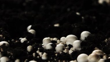 Mantar yetiştirme zamanı, Taze Yeni Şampiyon Mantar filizleri.