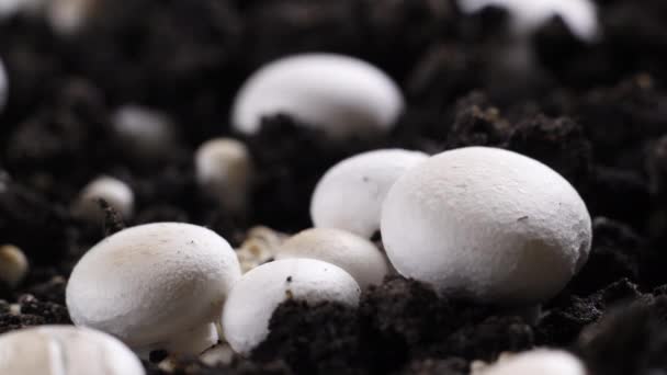 蘑菇生长时间的流逝，新鲜的新香槟蘑菇从地下发芽. — 图库视频影像