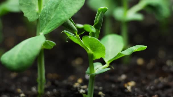 Cultivo de plantas en primavera Timelapse, germinación de brotes en invernadero, agricultura — Vídeos de Stock