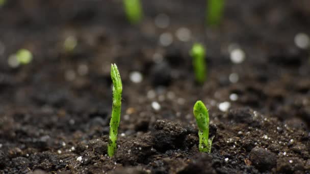 Növekvő növények tavasszal Timelapse, csírák Germination in Greenhouse, Mezőgazdaság — Stock videók