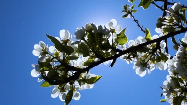 İlkbaharda çiçekli kiraz dalı. Bee beyaz manzaranın tadını çıkarıyor.. — Stok video