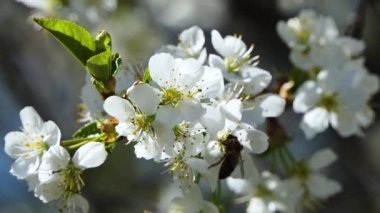 İlkbaharda çiçekli kiraz dalı. Bee beyaz manzaranın tadını çıkarıyor..