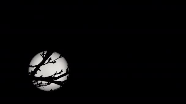 Telihold egy fa ágai mögött, rémisztő éjszakai felvétel — Stock videók