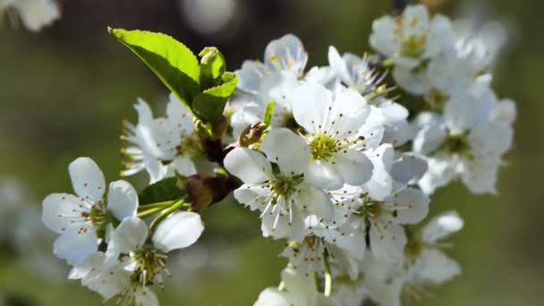 Kirschzweig mit Blumen im Frühling blühen. Biene genießt weiße Landschaft. — Stockvideo