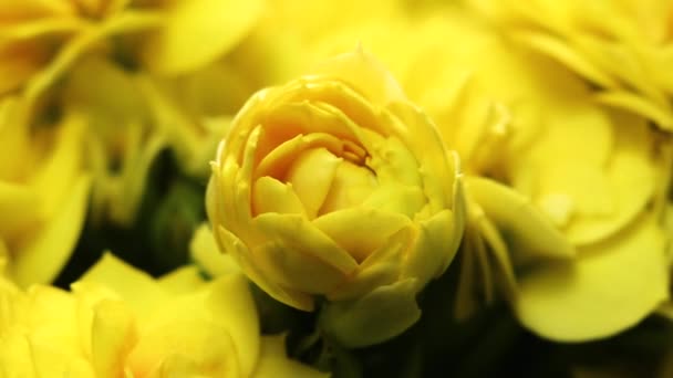 Gele bloemen gaan open. Lente Prachtige tijdspanne, extreem close-up. Bloeiende achtergrond op zwarte 4K video — Stockvideo