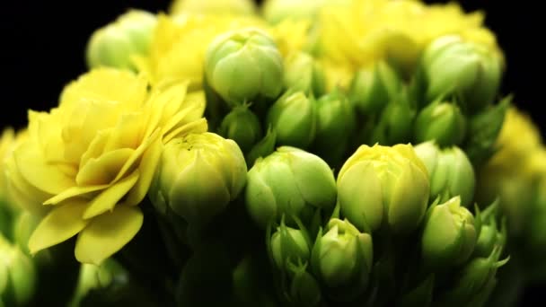 Gele bloemen gaan open. Lente Prachtige tijdspanne, extreem close-up. Bloeiende achtergrond op zwarte 4K video — Stockvideo