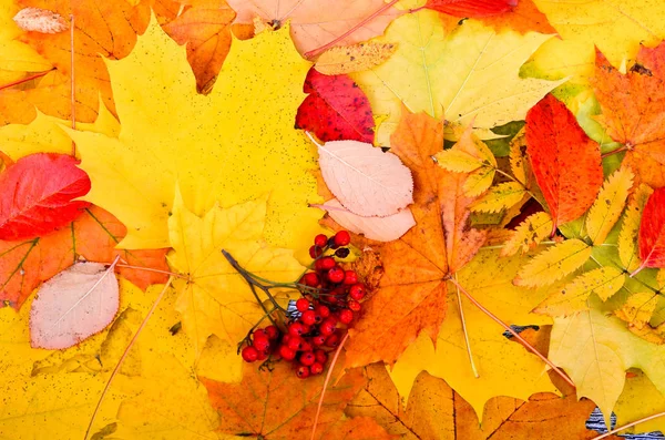 Sarı sonbahar arka plan ve